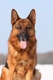 BERGER ALLEMAND 445